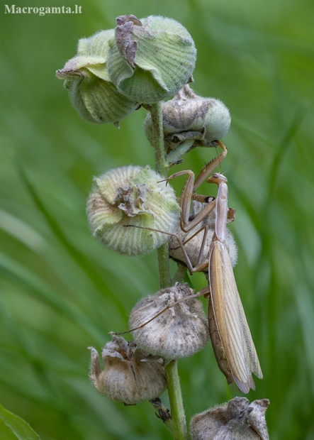 European Mantis - Mantis religiosa | Fotografijos autorius : Žilvinas Pūtys | © Macronature.eu | Macro photography web site