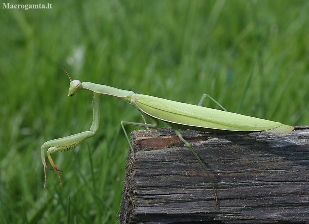 European Mantis - Mantis religiosa | Fotografijos autorius : Vytautas Gluoksnis | © Macronature.eu | Macro photography web site