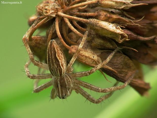 European Nursery Web spider - Pisaura mirabilis  | Fotografijos autorius : Vidas Brazauskas | © Macronature.eu | Macro photography web site