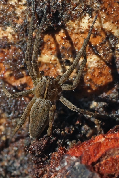 European Nursery Web spider - Pisaura mirabilis | Fotografijos autorius : Vytautas Tamutis | © Macronature.eu | Macro photography web site