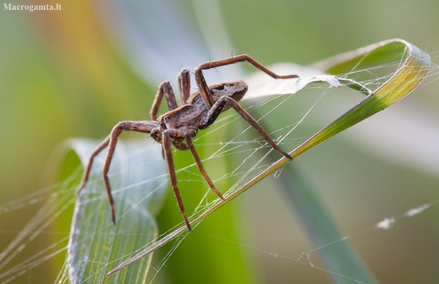 European Nursery Web spider - Pisaura mirabilis | Fotografijos autorius : Žilvinas Pūtys | © Macronature.eu | Macro photography web site