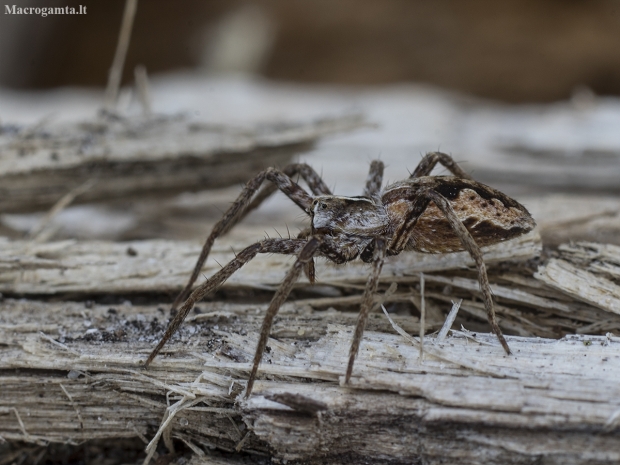 European Nursery Web spider - Pisaura mirabilis | Fotografijos autorius : Giedrius Markevičius | © Macronature.eu | Macro photography web site