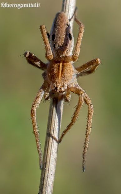 Paprastasis guoldarys - Pisaura mirabilis | Fotografijos autorius : Oskaras Venckus | © Macronature.eu | Macro photography web site