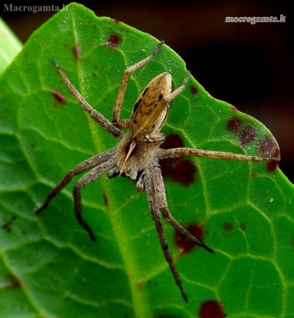 European Nursery Web spider - Pisaura mirabilis | Fotografijos autorius : Romas Ferenca | © Macronature.eu | Macro photography web site