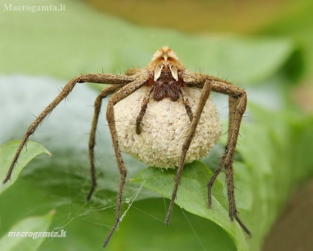 European Nursery Web spider - Pisaura mirabilis | Fotografijos autorius : Lukas Jonaitis | © Macronature.eu | Macro photography web site