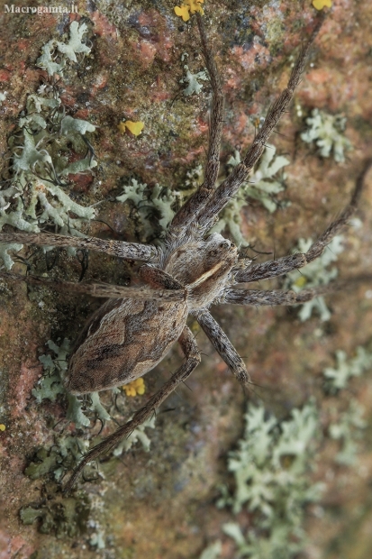 European Nursery web spider - Pisaura mirabilis | Fotografijos autorius : Gintautas Steiblys | © Macronature.eu | Macro photography web site