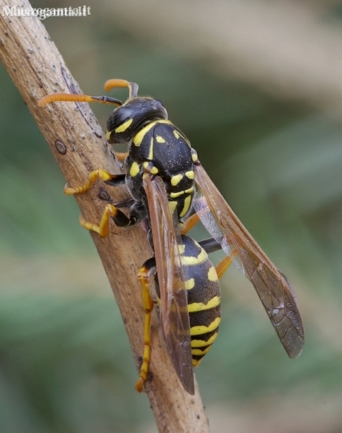 European Paper Wasp - Polistes dominula | Fotografijos autorius : Romas Ferenca | © Macronature.eu | Macro photography web site