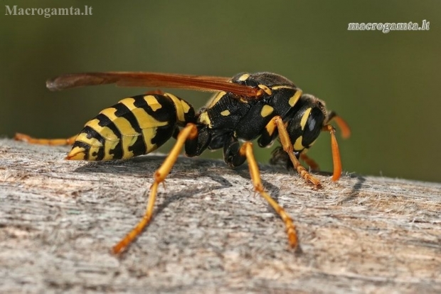 European Paper Wasp - Polistes dominula | Fotografijos autorius : Gintautas Steiblys | © Macronature.eu | Macro photography web site