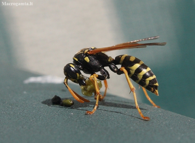 European Paper Wasp - Polistes dominula | Fotografijos autorius : Vytautas Gluoksnis | © Macronature.eu | Macro photography web site