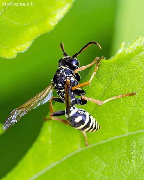 European Paper Wasp - Polistes dominula | Fotografijos autorius : Darius Baužys | © Macronature.eu | Macro photography web site