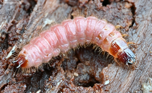 European Red-bellied clerid - Thanasimus formicarius, larva | Fotografijos autorius : Kazimieras Martinaitis | © Macronature.eu | Macro photography web site