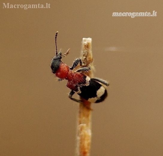 European Red-bellied clerid - Thanasimus formicarius | Fotografijos autorius : Romas Ferenca | © Macronature.eu | Macro photography web site