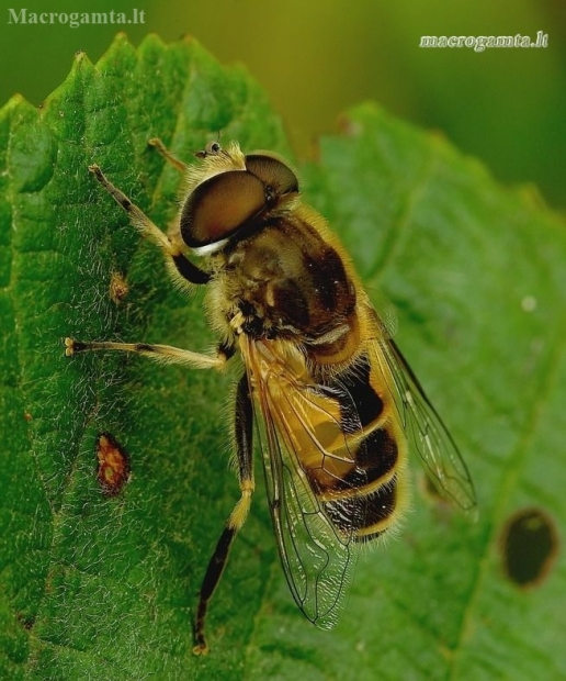 European drone fly - Eristalis arbustorum | Fotografijos autorius : Romas Ferenca | © Macronature.eu | Macro photography web site