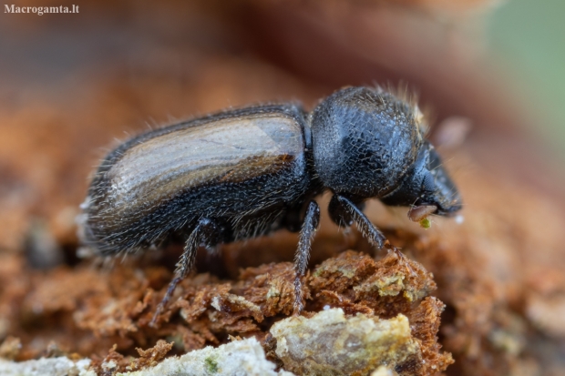 European hardwood ambrosia beetle - Trypodendron domesticum | Fotografijos autorius : Žilvinas Pūtys | © Macronature.eu | Macro photography web site