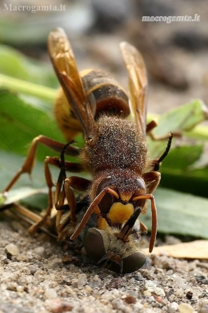 European hornet - Vespa crabro with its victim True horse fly - Tabanus sp.  | Fotografijos autorius : Gintautas Steiblys | © Macronature.eu | Macro photography web site