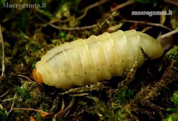 European hornet - Vespa crabro, larva | Fotografijos autorius : Romas Ferenca | © Macronature.eu | Macro photography web site