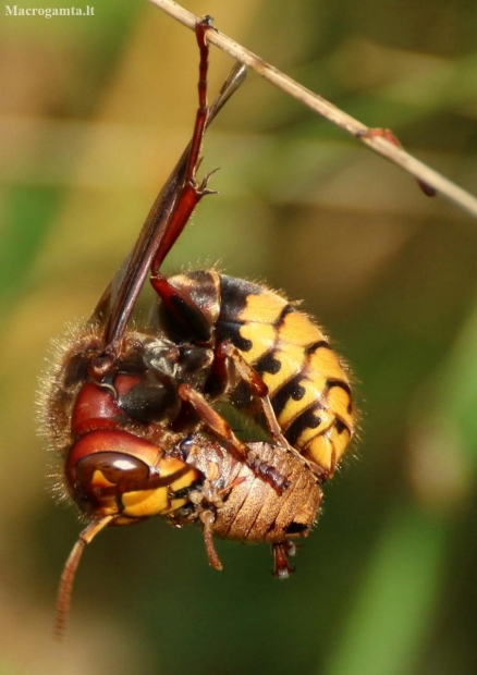 European hornet - Vespa crabro | Fotografijos autorius : Ramunė Vakarė | © Macronature.eu | Macro photography web site