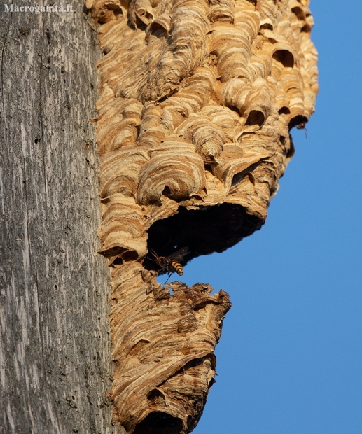 European hornet - Vespa crabro | Fotografijos autorius : Zita Gasiūnaitė | © Macronature.eu | Macro photography web site