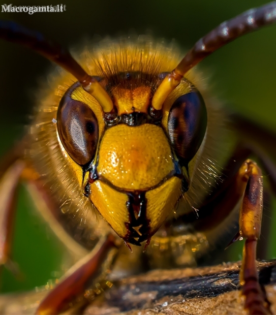 European hornet - Vespa crabro | Fotografijos autorius : Oskaras Venckus | © Macronature.eu | Macro photography web site