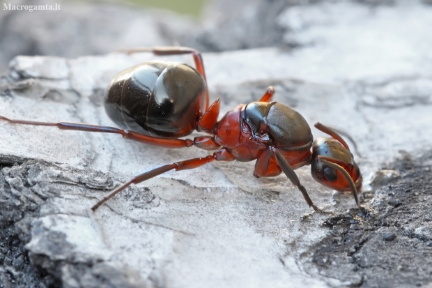 European red wood ant - Formica polyctena | Fotografijos autorius : Gintautas Steiblys | © Macronature.eu | Macro photography web site