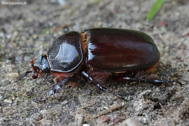 European rhinoceros beetle - Oryctes nasicornis ♀ | Fotografijos autorius : Gintautas Steiblys | © Macronature.eu | Macro photography web site