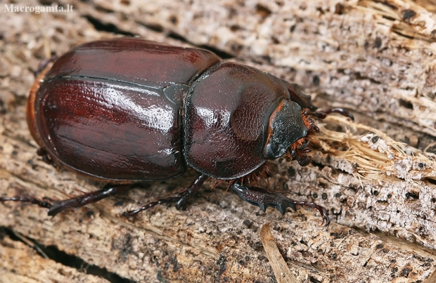 European rhinoceros beetle - Oryctes nasicornis ♀ | Fotografijos autorius : Gintautas Steiblys | © Macronature.eu | Macro photography web site