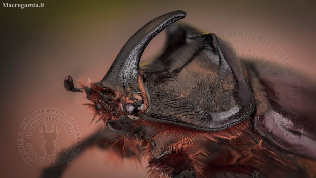 Vabalas raganosis - Oryctes nasicornis | Fotografijos autorius : Eugenijus Kavaliauskas | © Macronature.eu | Macro photography web site