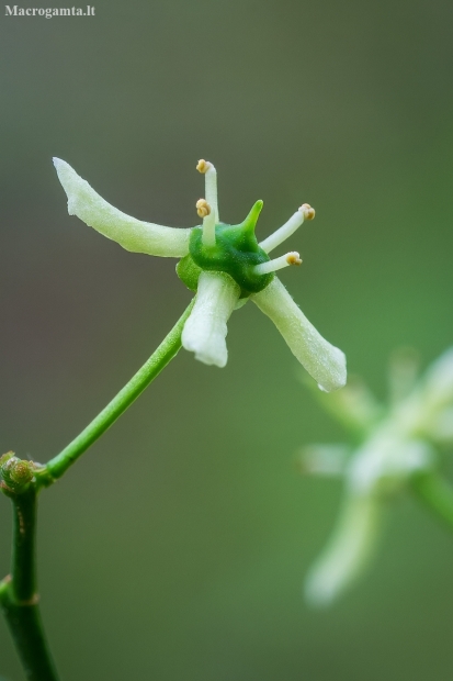 European spindle | Euonymus europaeus | Fotografijos autorius : Darius Baužys | © Macronature.eu | Macro photography web site