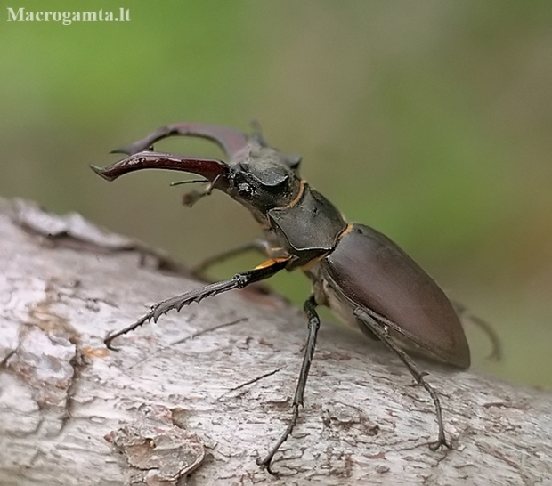 European stag beetle - Lucanus cervus | Fotografijos autorius : Gintautas Steiblys | © Macronature.eu | Macro photography web site
