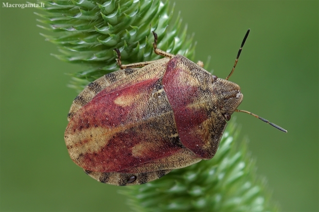 European tortoise bug - Eurygaster maura | Fotografijos autorius : Gintautas Steiblys | © Macronature.eu | Macro photography web site