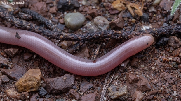 European worm snake - Xerotyphlops vermicularis | Fotografijos autorius : Žilvinas Pūtys | © Macronature.eu | Macro photography web site