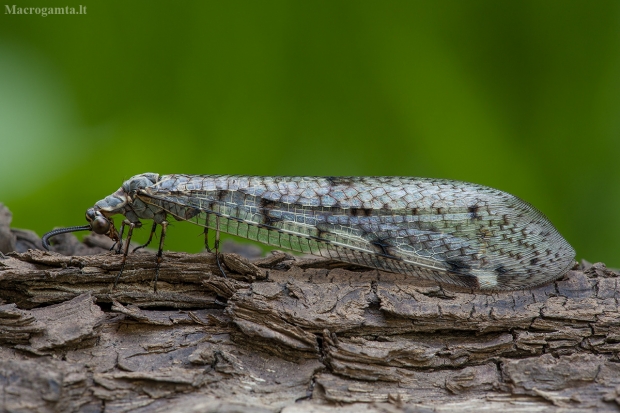 Europinis skruzdžių liūtas - Euroleon nostras ♀ | Fotografijos autorius : Žilvinas Pūtys | © Macrogamta.lt | Šis tinklapis priklauso bendruomenei kuri domisi makro fotografija ir fotografuoja gyvąjį makro pasaulį.