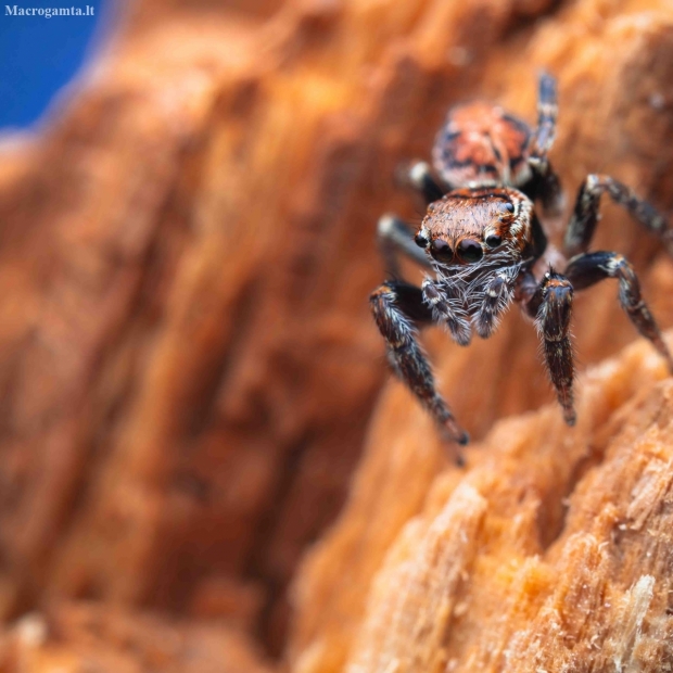 Evarcha falcata | Fotografijos autorius : Mindaugas Leliunga | © Macrogamta.lt | Šis tinklapis priklauso bendruomenei kuri domisi makro fotografija ir fotografuoja gyvąjį makro pasaulį.