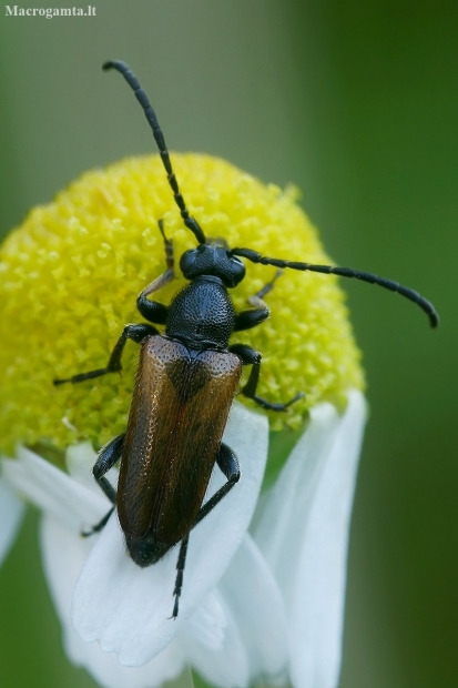 Fairy-ring Longhorn Beetle - Pseudovadonia (=Leptura) livida  | Fotografijos autorius : Gintautas Steiblys | © Macronature.eu | Macro photography web site