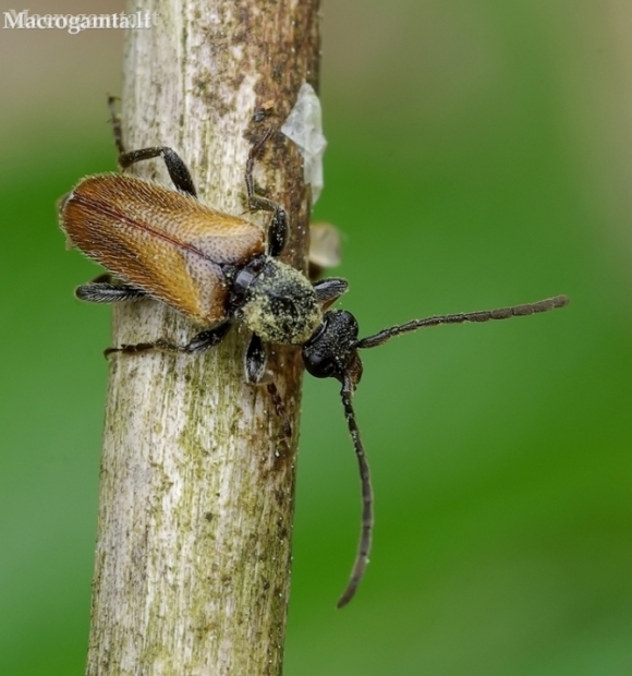 Mažūninis grybsekis - Pseudovadonia (Leptura) livida | Fotografijos autorius : Romas Ferenca | © Macronature.eu | Macro photography web site