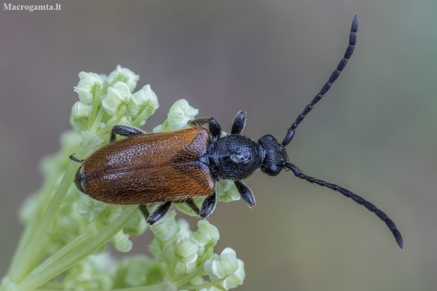 Mažūninis grybsekis - Pseudovadonia livida ♀ | Fotografijos autorius : Žilvinas Pūtys | © Macronature.eu | Macro photography web site