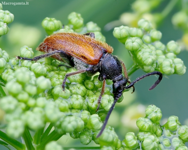 Fairy-ring Longhorn Beetle - Pseudovadonia livida | Fotografijos autorius : Romas Ferenca | © Macronature.eu | Macro photography web site