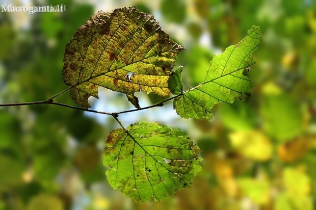Falling leaves of common hazel - Corylus avellana | Fotografijos autorius : Gintautas Steiblys | © Macronature.eu | Macro photography web site