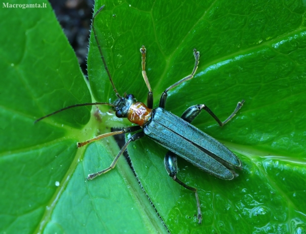 False Blister Beetle - Oedemera croceicollis | Fotografijos autorius : Romas Ferenca | © Macronature.eu | Macro photography web site