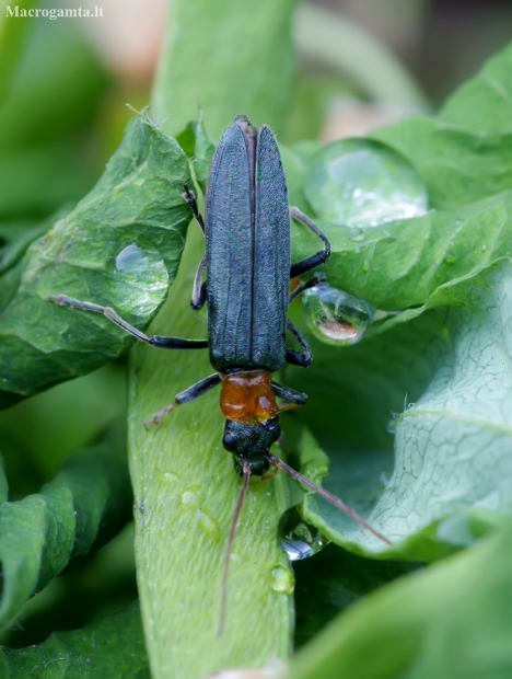 False Blister Beetle - Oedemera croceicollis | Fotografijos autorius : Romas Ferenca | © Macronature.eu | Macro photography web site