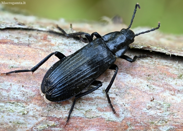 False Darkling Beetle - Melandrya dubia | Fotografijos autorius : Kazimieras Martinaitis | © Macrogamta.lt | Šis tinklapis priklauso bendruomenei kuri domisi makro fotografija ir fotografuoja gyvąjį makro pasaulį.