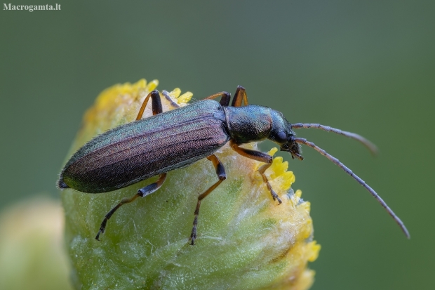 False blister beetle - Chrysanthia geniculata | Fotografijos autorius : Žilvinas Pūtys | © Macronature.eu | Macro photography web site