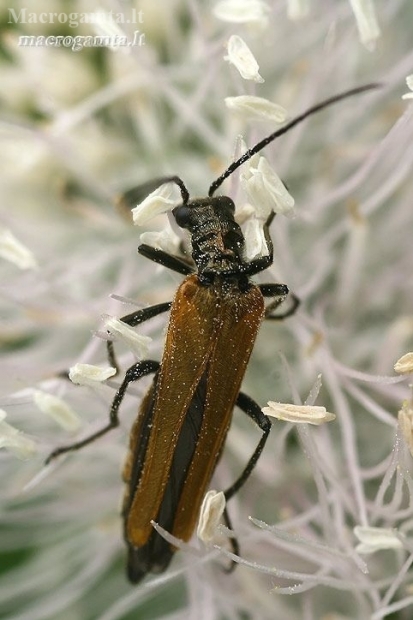 Laibavabalis - Oedemera femorata  | Fotografijos autorius : Gintautas Steiblys | © Macronature.eu | Macro photography web site