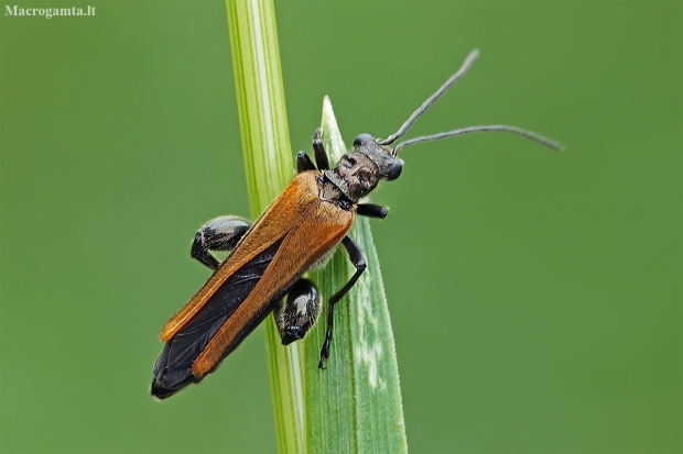 Laibavabalis - Oedemera femorata | Fotografijos autorius : Gintautas Steiblys | © Macronature.eu | Macro photography web site