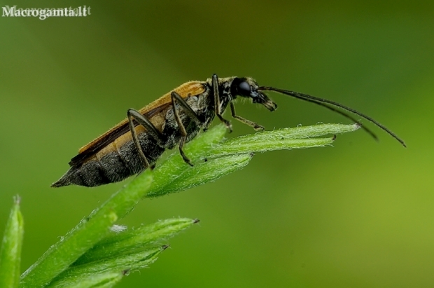 False blister beetle - Oedemera femorata | Fotografijos autorius : Romas Ferenca | © Macronature.eu | Macro photography web site