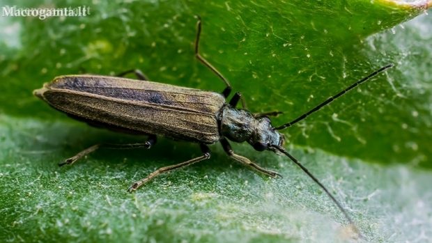 False blister beetle - Oedemera virescens ?  | Fotografijos autorius : Oskaras Venckus | © Macronature.eu | Macro photography web site