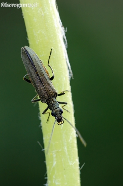 False blister beetle - Oedemera virescens ? | Fotografijos autorius : Darius Baužys | © Macronature.eu | Macro photography web site