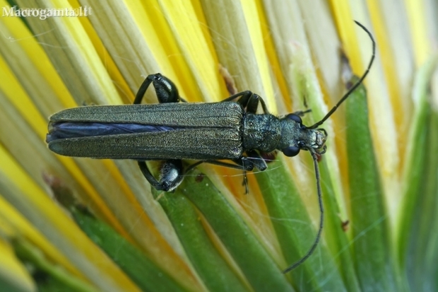 False blister beetle - Oedemera virescens  | Fotografijos autorius : Gintautas Steiblys | © Macronature.eu | Macro photography web site