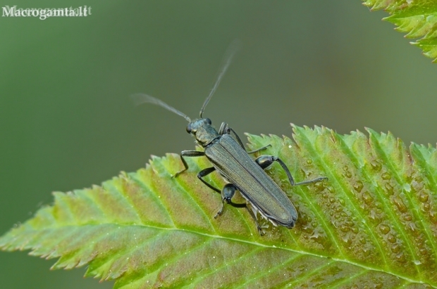 False blister beetle - Oedemera virescens | Fotografijos autorius : Darius Baužys | © Macronature.eu | Macro photography web site