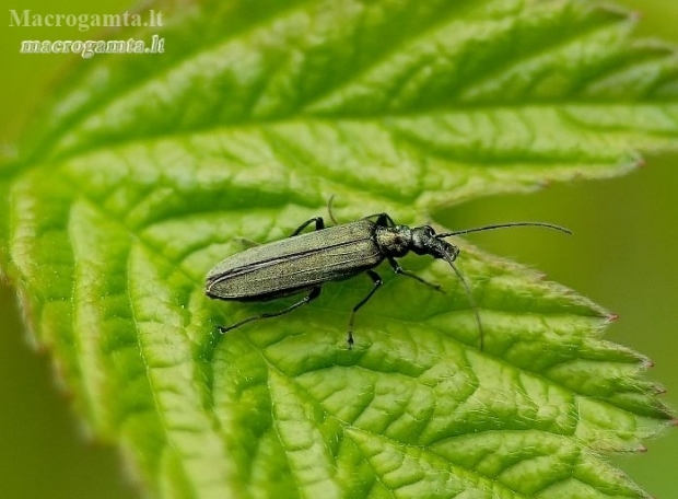 Laibavabalis - Oedemera virescens | Fotografijos autorius : Romas Ferenca | © Macronature.eu | Macro photography web site